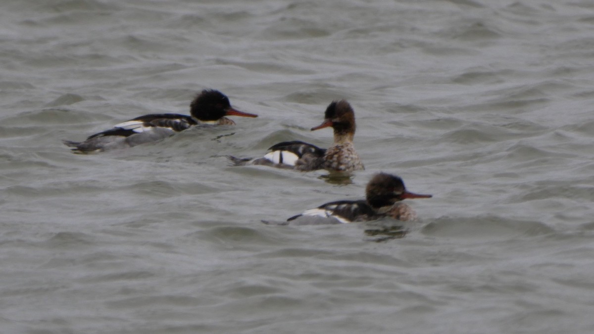 Red-breasted Merganser - ML615951686