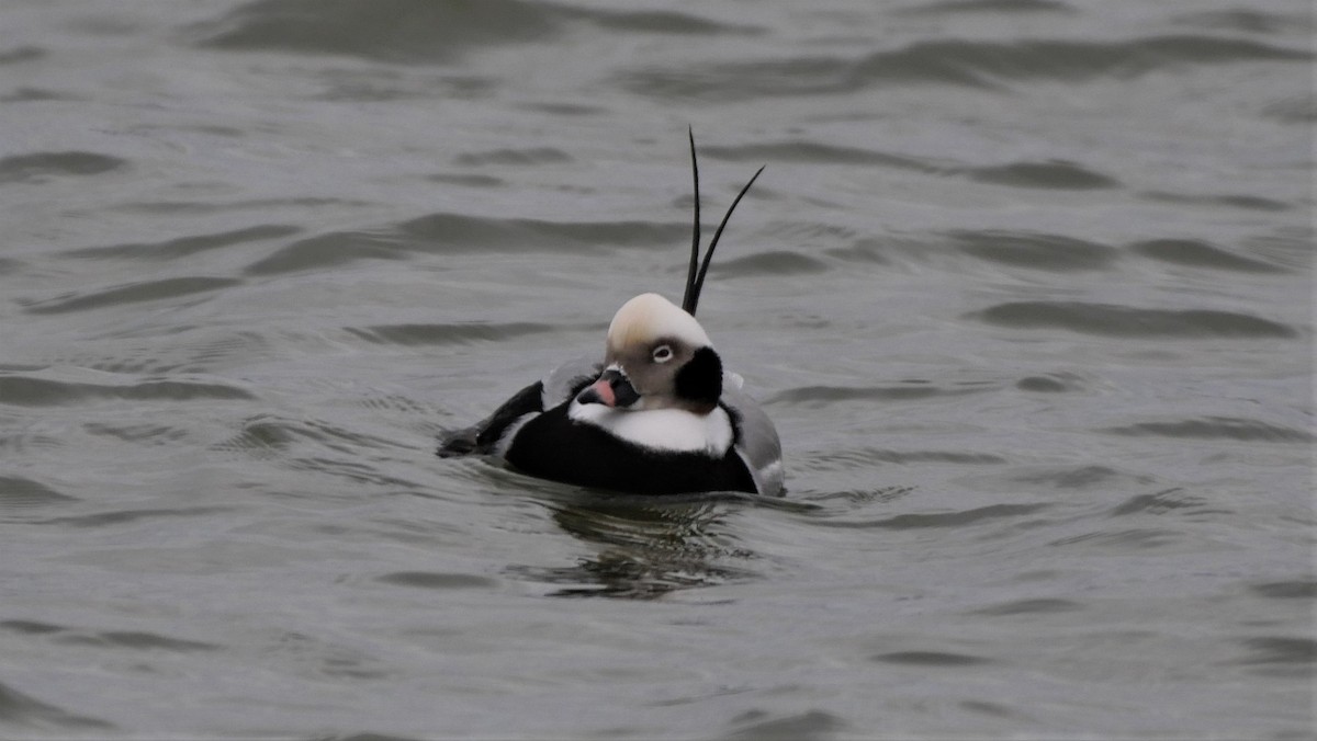 Long-tailed Duck - ML615951690