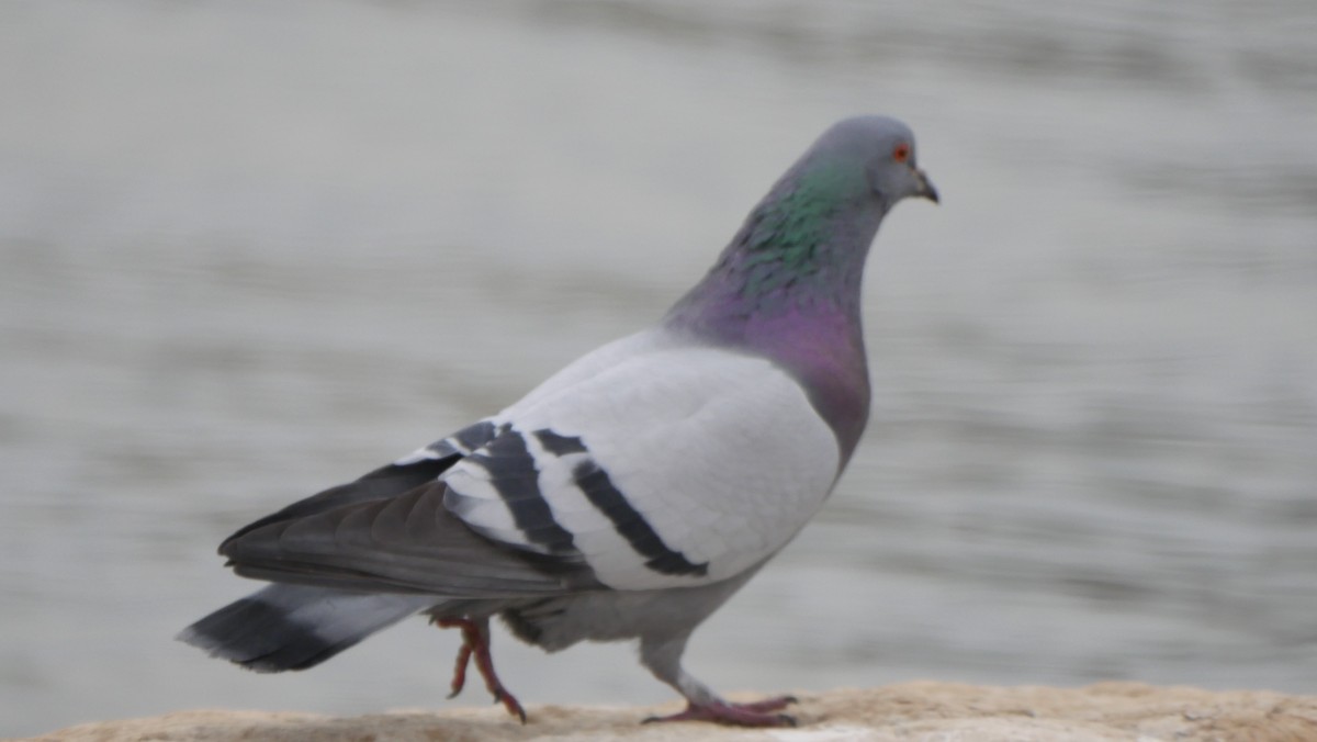 Rock Pigeon (Feral Pigeon) - ML615951699