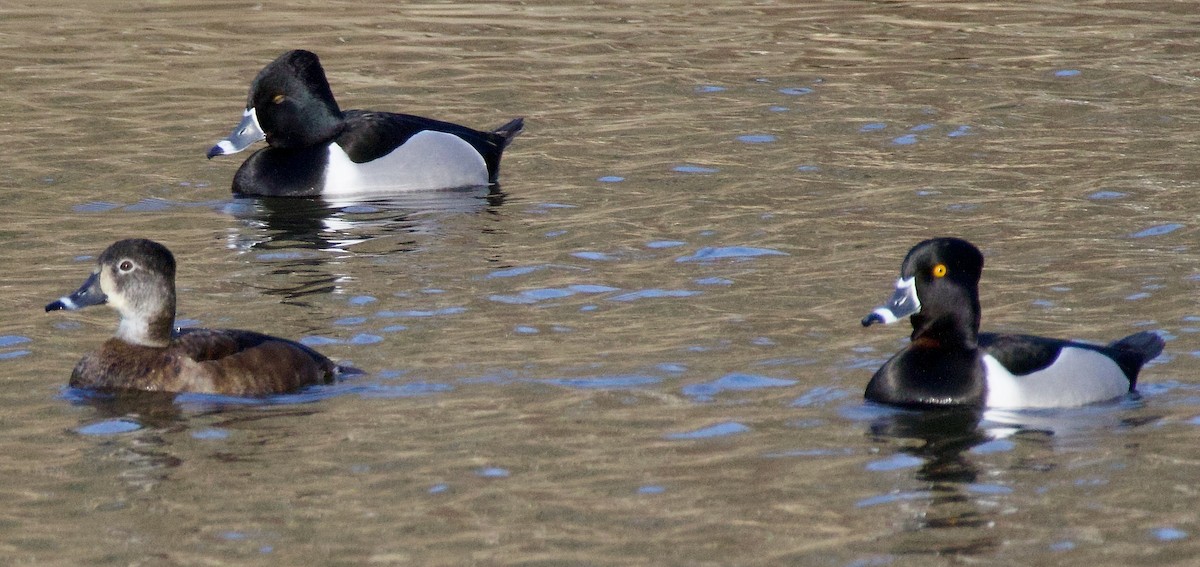 Ring-necked Duck - ML615951706