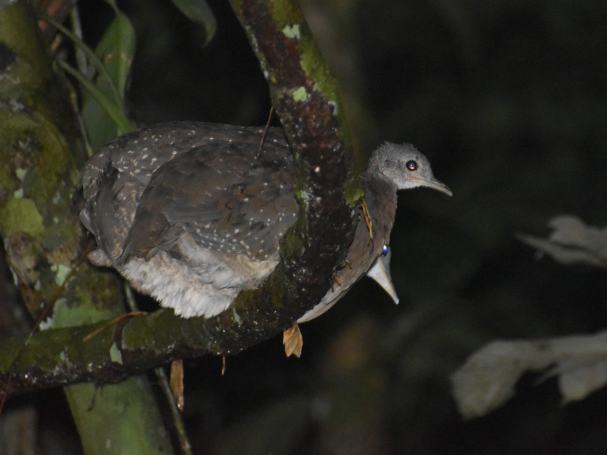 White-throated Tinamou - Eric Konkol