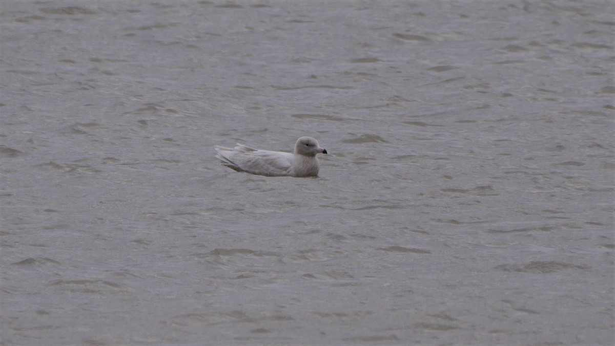 Glaucous Gull - ML615951736