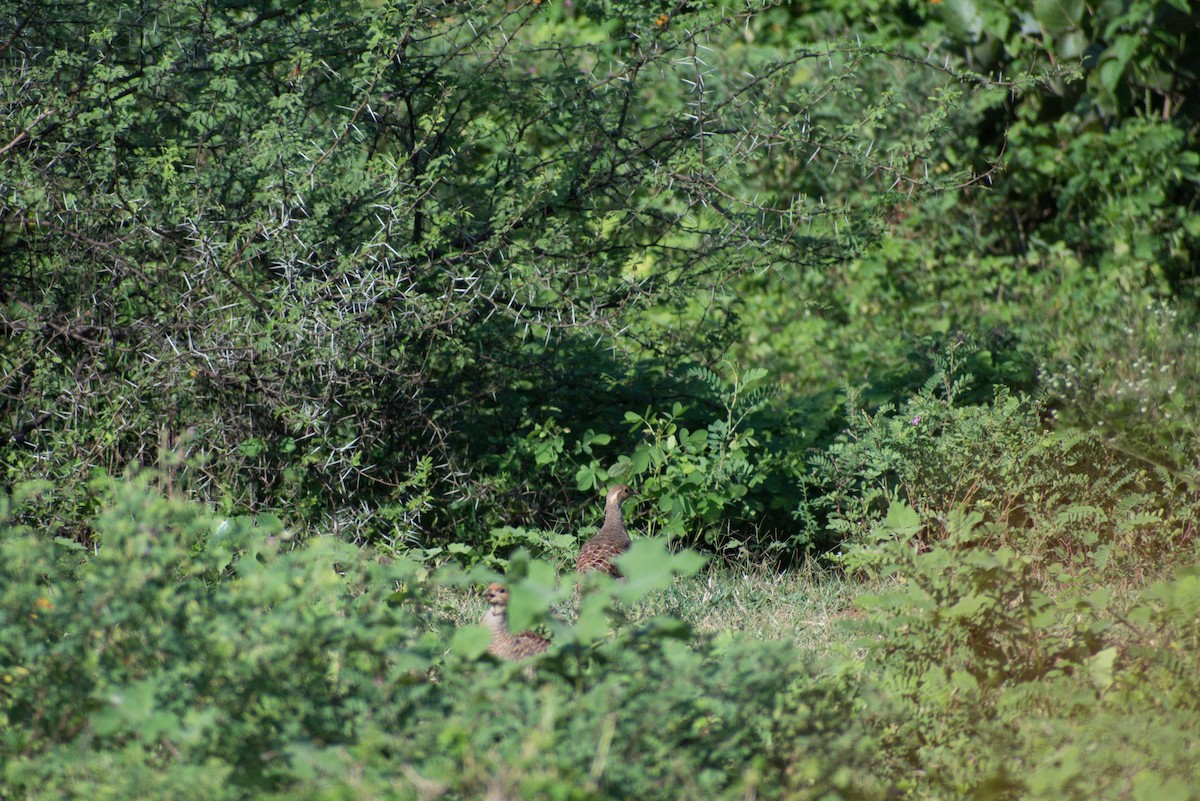 Gray Francolin - ML615951737