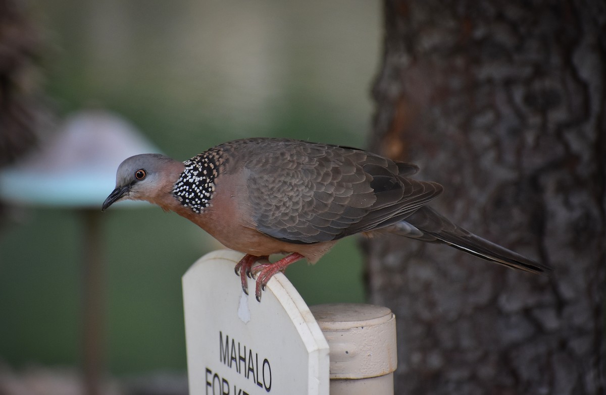 珠頸斑鳩 - ML615951803