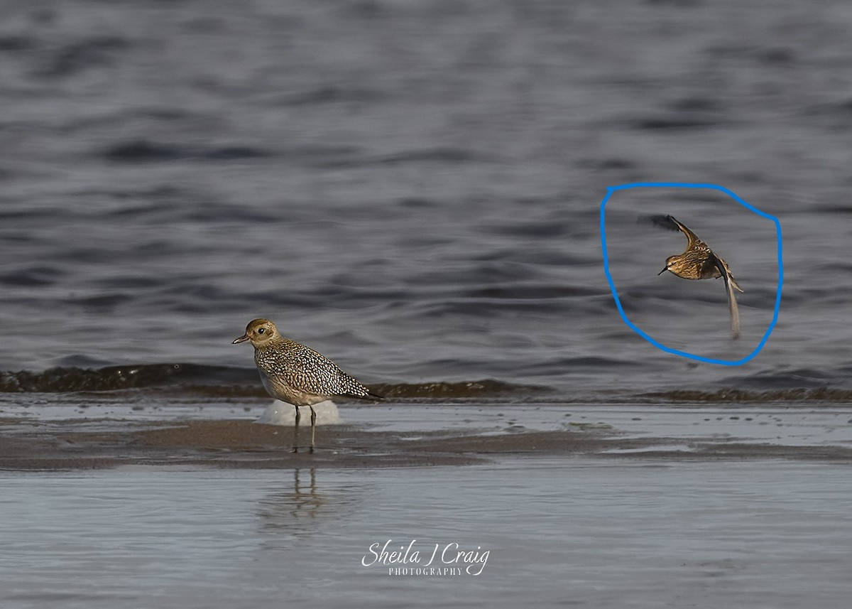 Pectoral Sandpiper - Sheila Craig