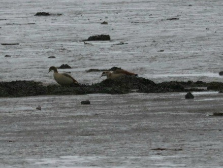 Egyptian Goose - ML615951811