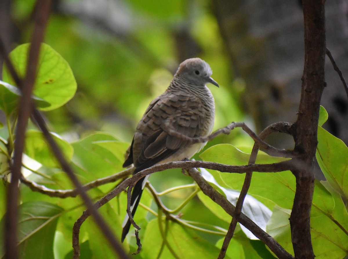 Zebra Dove - ML615951830