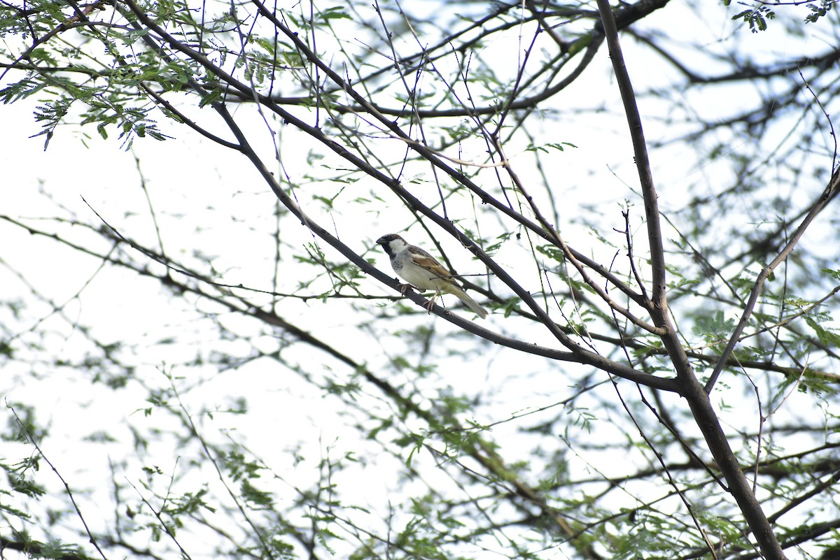 Moineau domestique - ML615951848