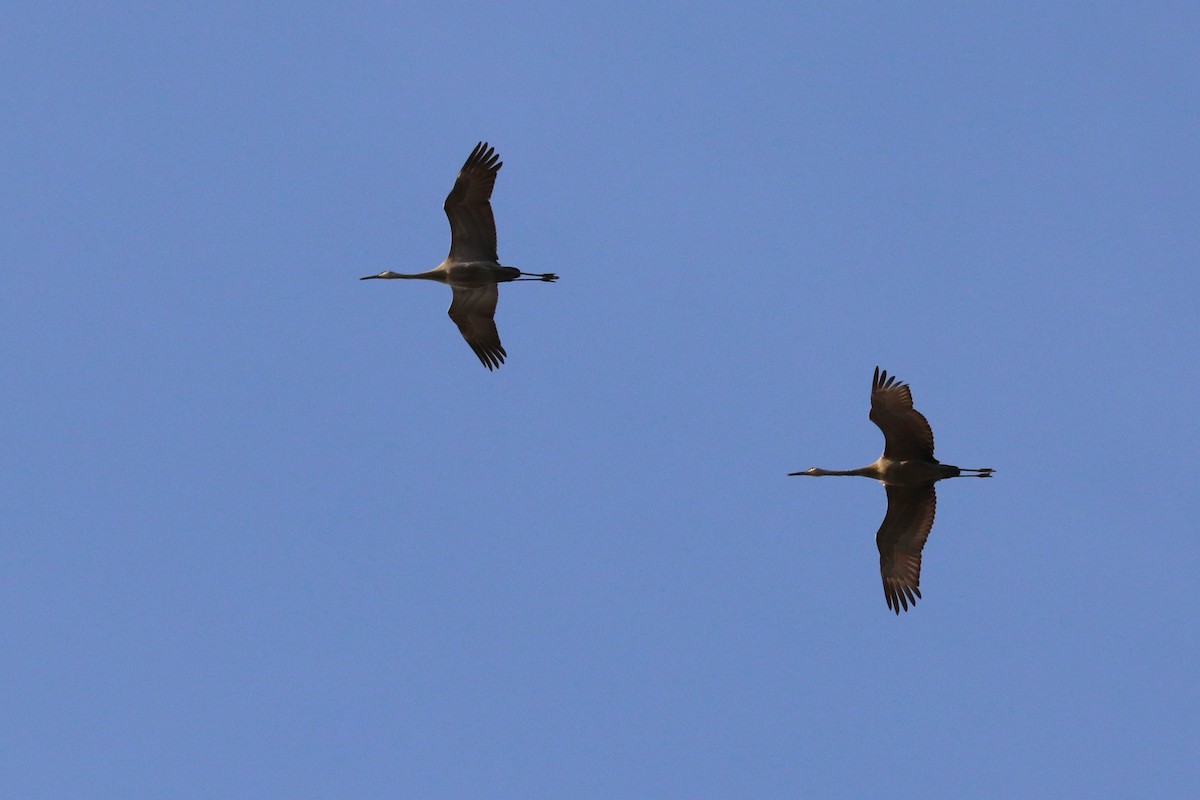 Sandhill Crane - Deryl Nethercott