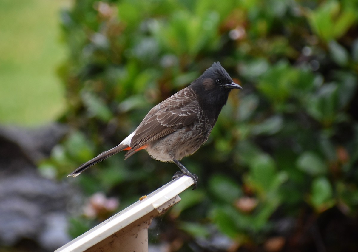 Red-vented Bulbul - ML615951858