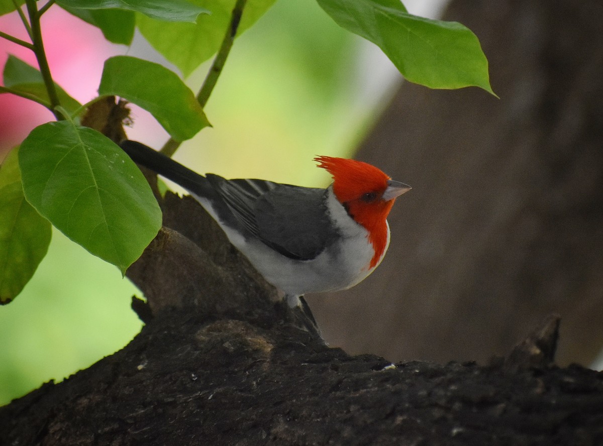 Red-crested Cardinal - ML615951864