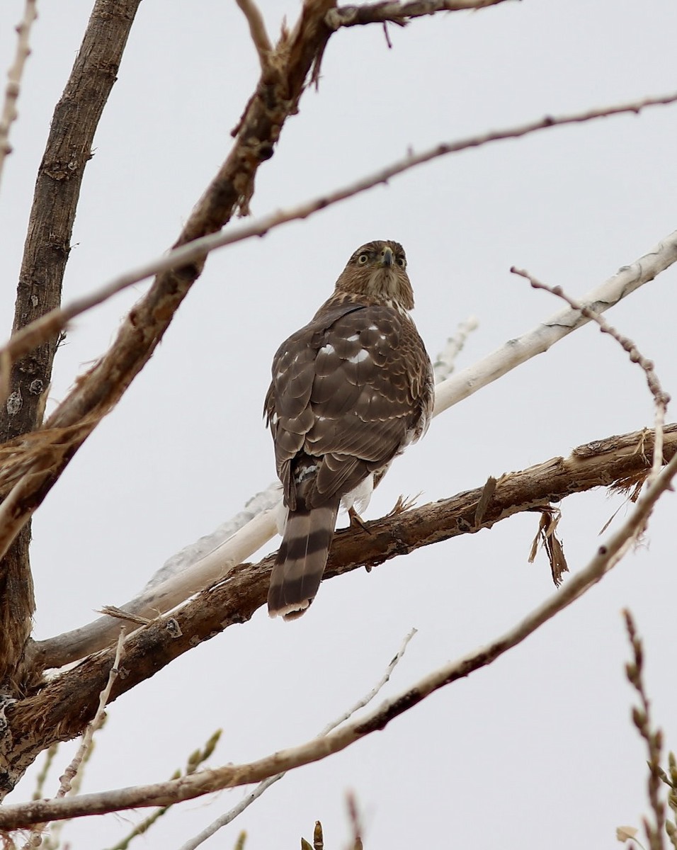 Cooper's Hawk - ML615951869