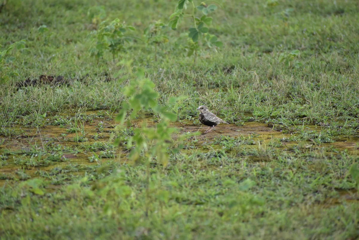 Ashy-crowned Sparrow-Lark - Vivek Kumar Patel