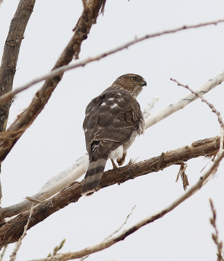Cooper's Hawk - ML615951873