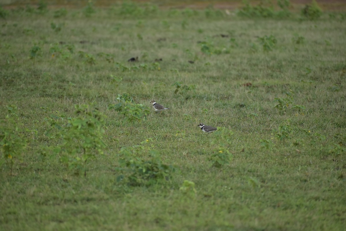 Little Ringed Plover - ML615951875