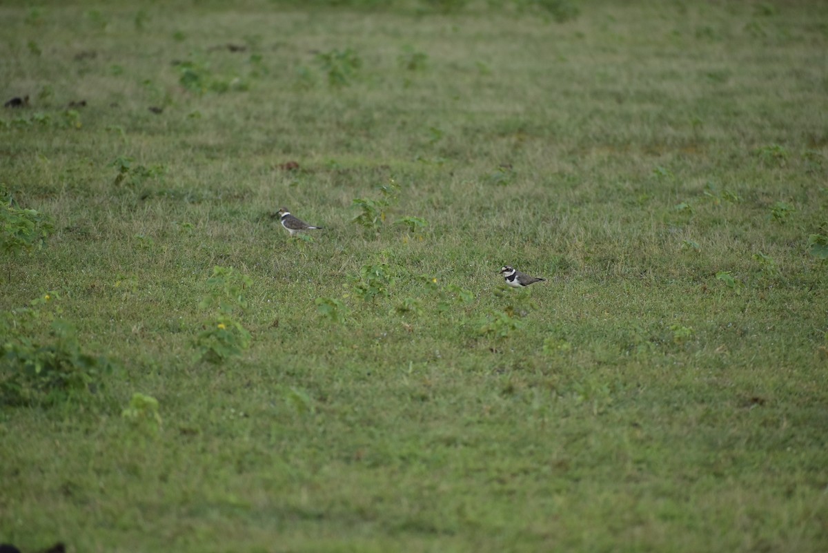 Little Ringed Plover - Vivek Kumar Patel