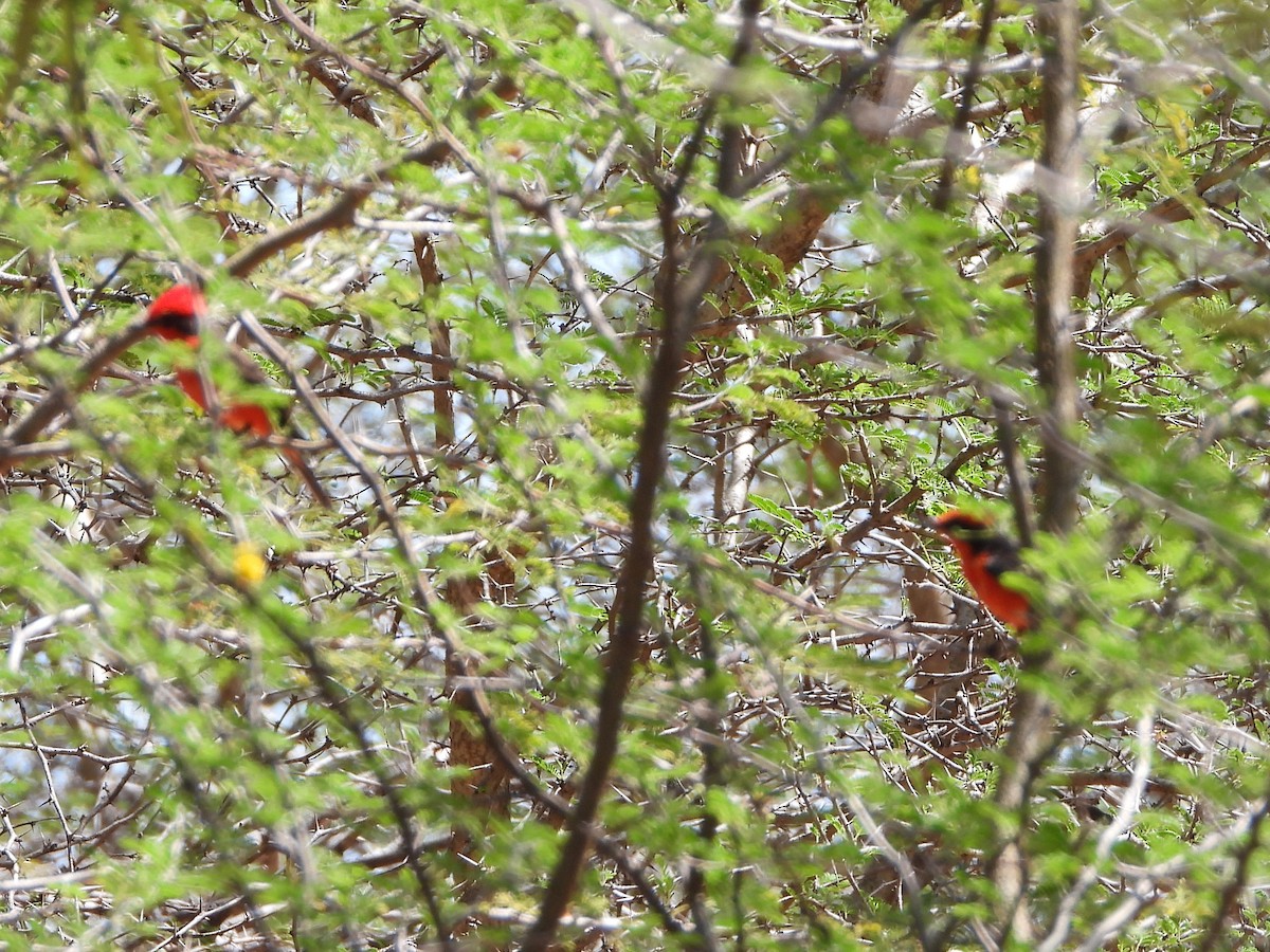 Vermilion Flycatcher (saturatus) - ML615951879