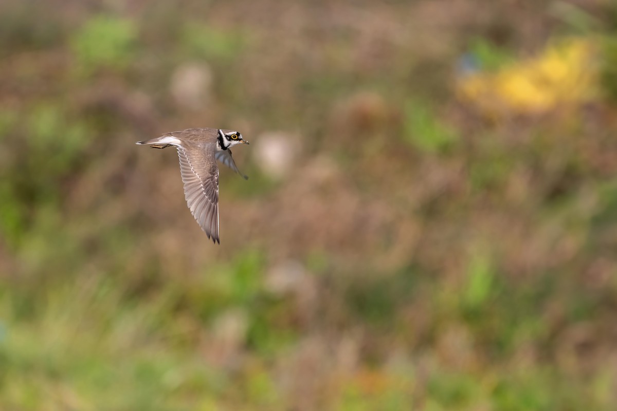 Little Ringed Plover - ML615951882