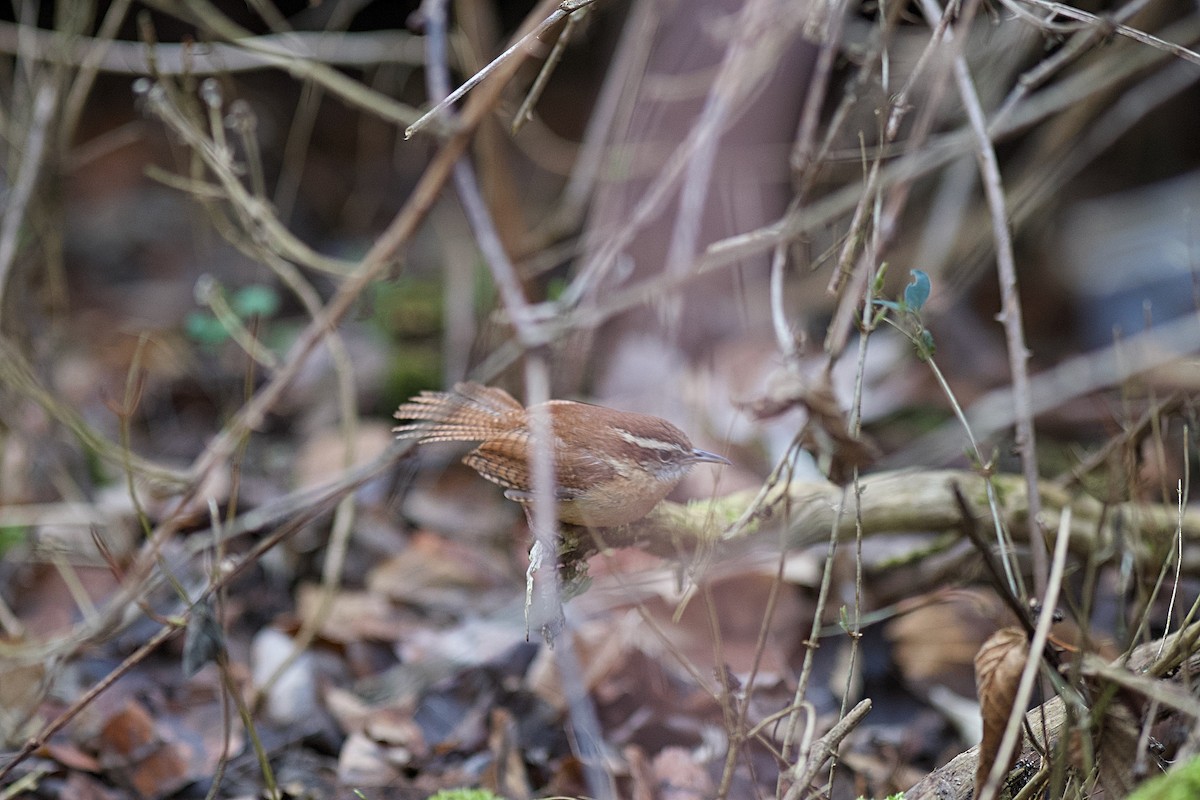 Carolina Wren - ML615951993