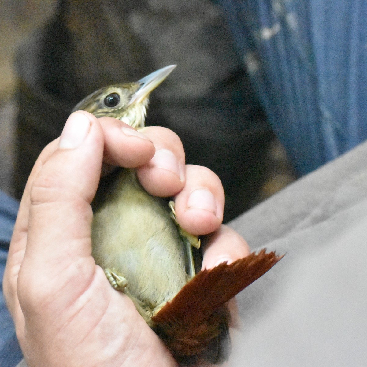 Olive-backed Foliage-gleaner - Eric Konkol