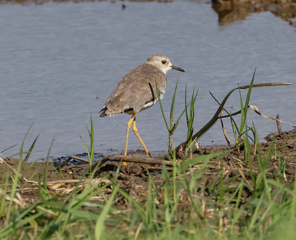 White-tailed Lapwing - ML615951999