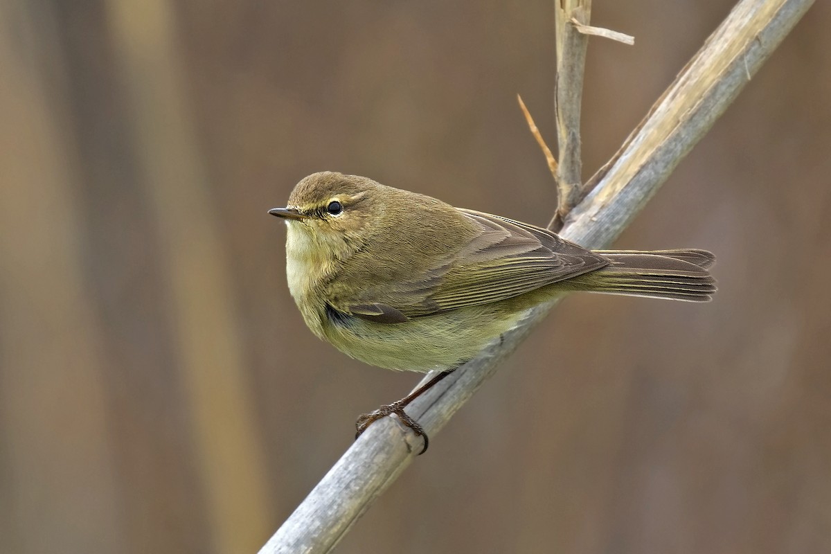 Common Chiffchaff - ML615952005