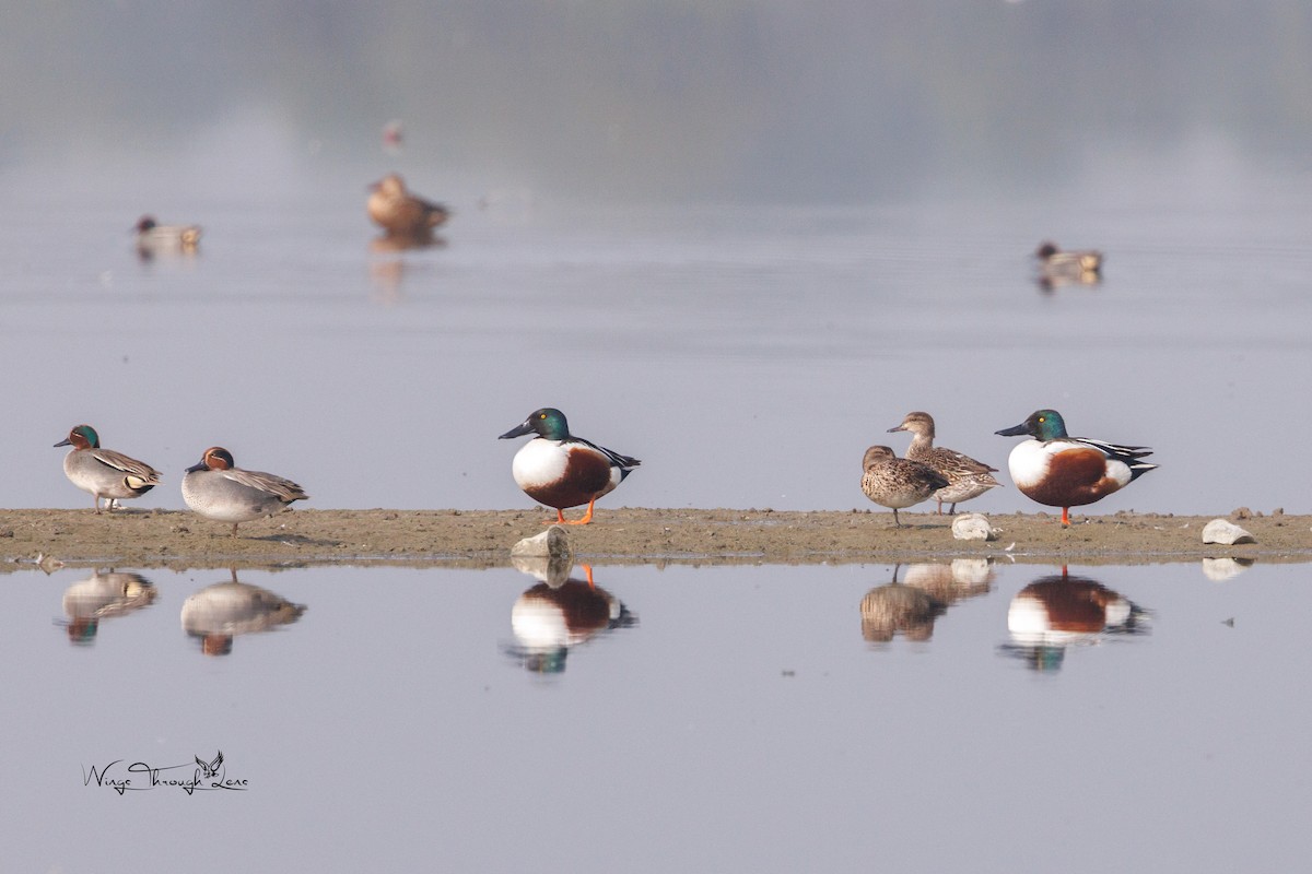 Canard souchet - ML615952006