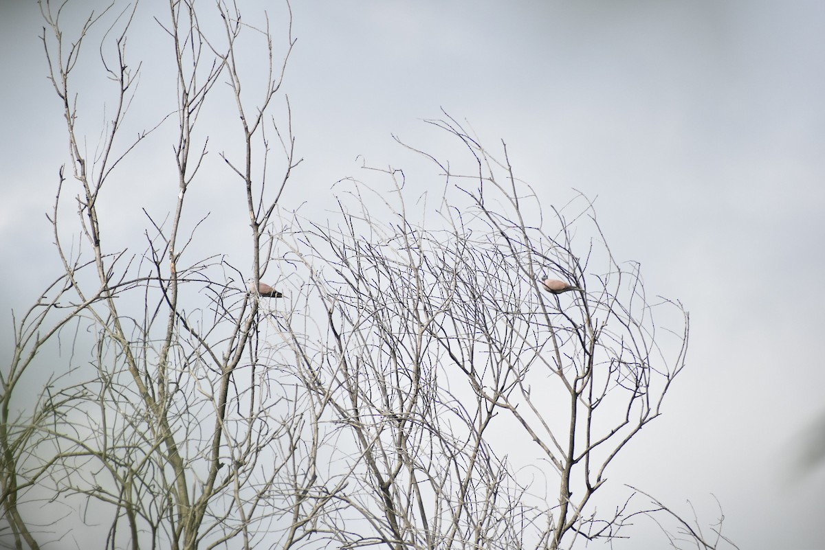 Red Collared-Dove - Vivek Kumar Patel