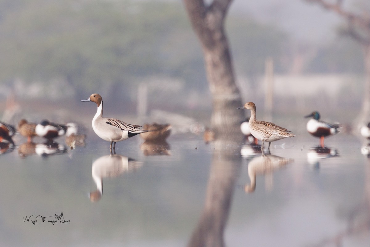 Northern Pintail - Aditya Tiga