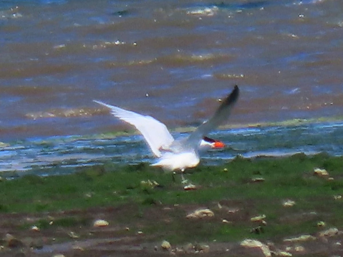 Caspian Tern - Andrew Collins