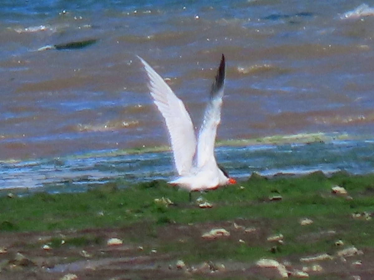 Caspian Tern - Andrew Collins