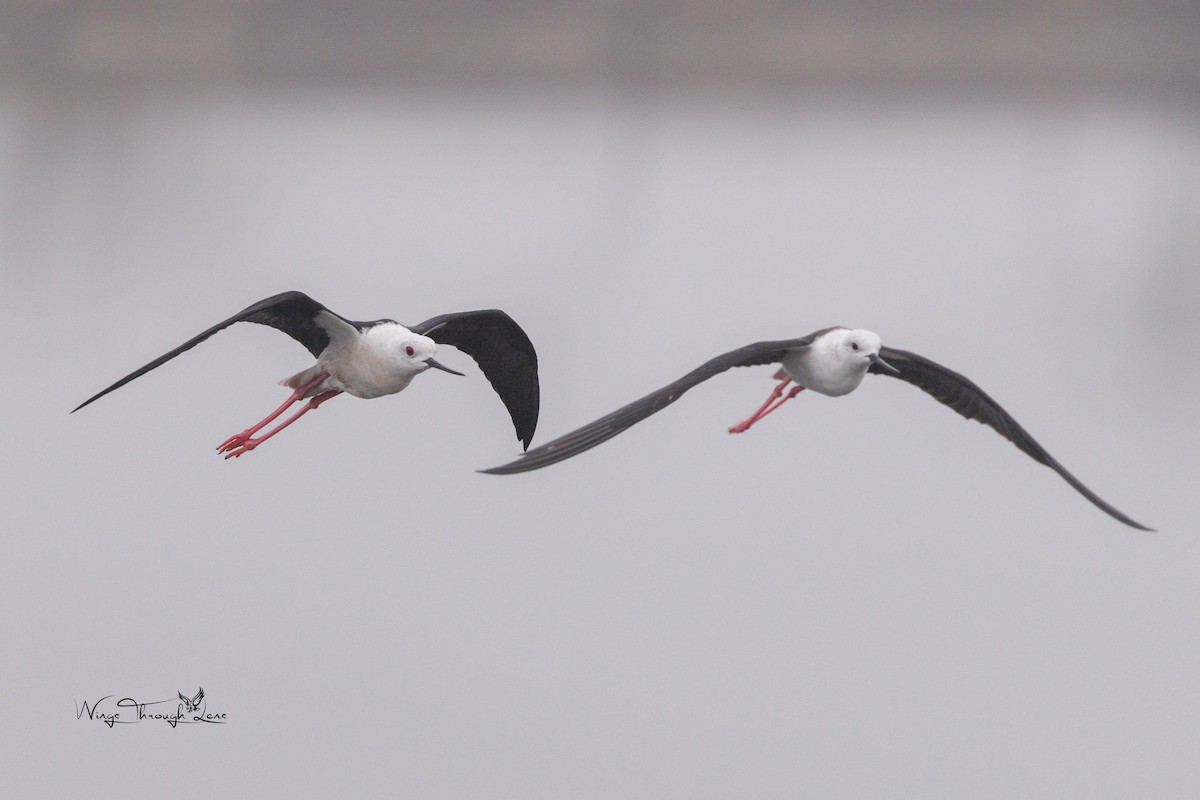 Black-winged Stilt - ML615952037