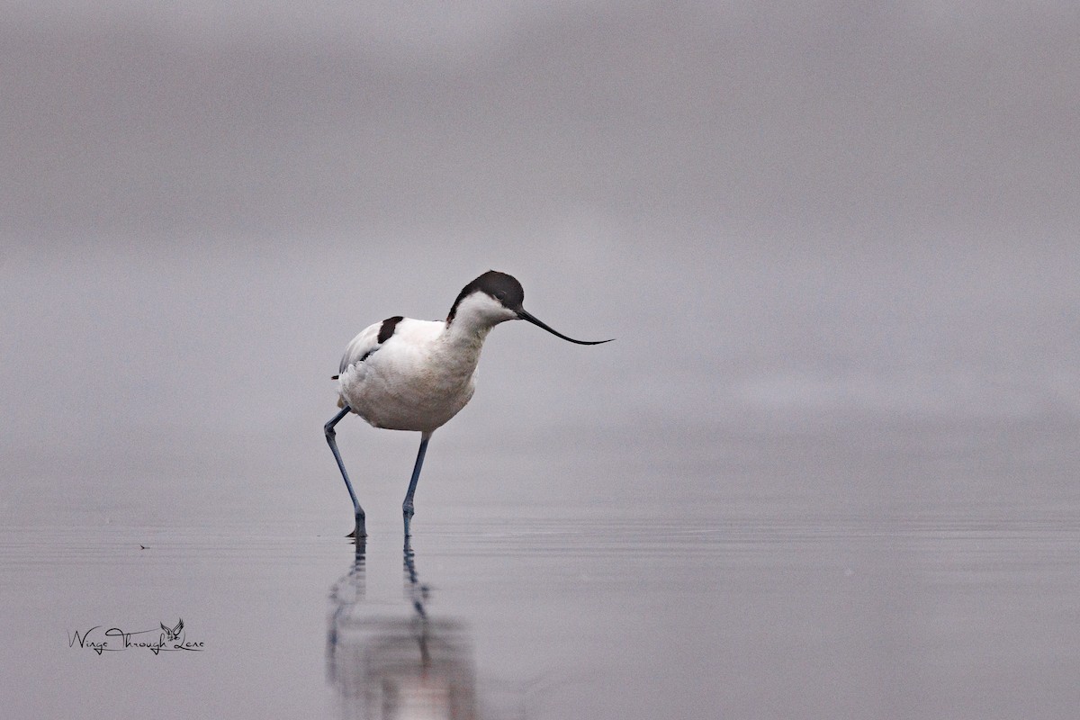 Pied Avocet - ML615952047