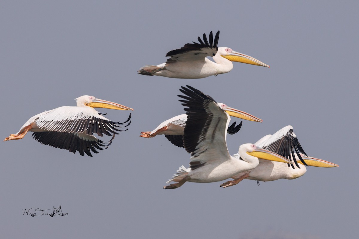 pelikán bílý - ML615952065