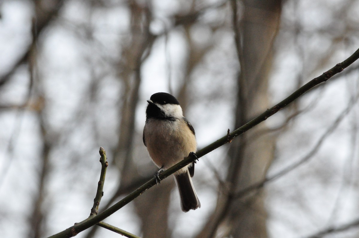 Black-capped Chickadee - ML615952067