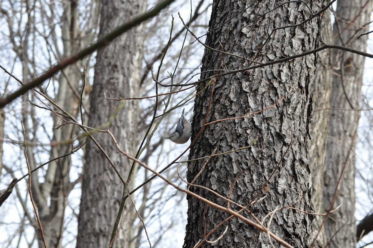 brhlík běloprsý - ML615952099