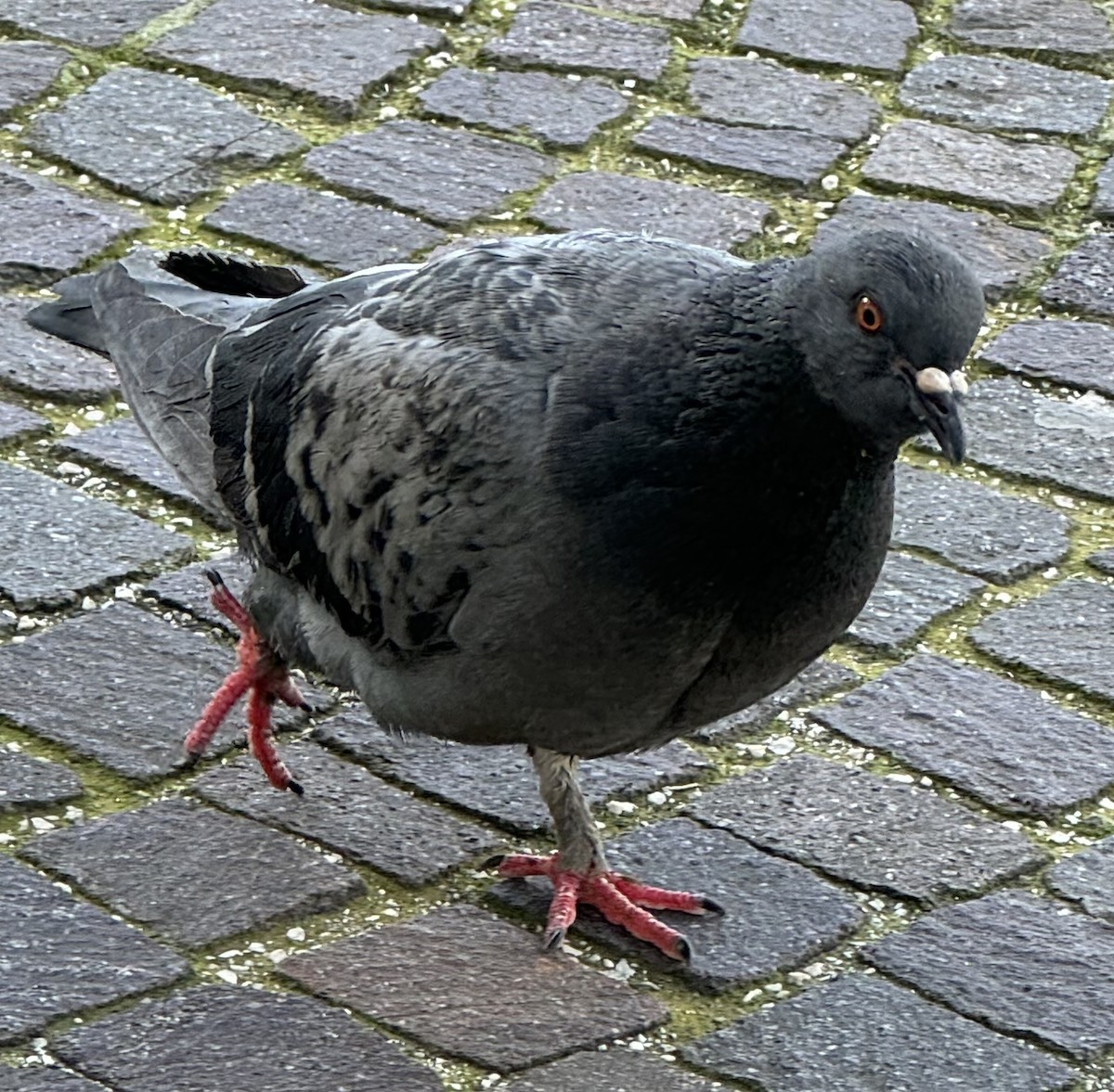 Rock Pigeon (Feral Pigeon) - ML615952100