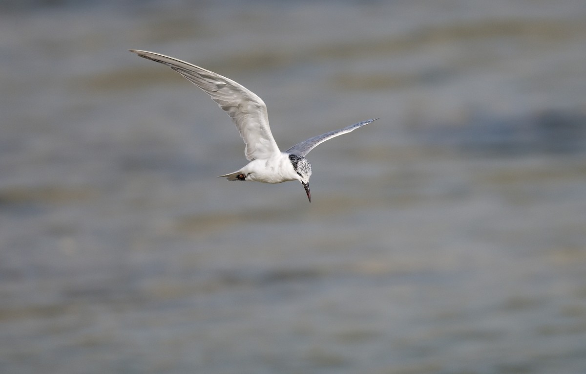 Whiskered Tern - Pavel Štěpánek