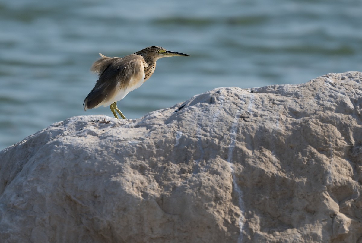 Indian Pond-Heron - Pavel Štěpánek