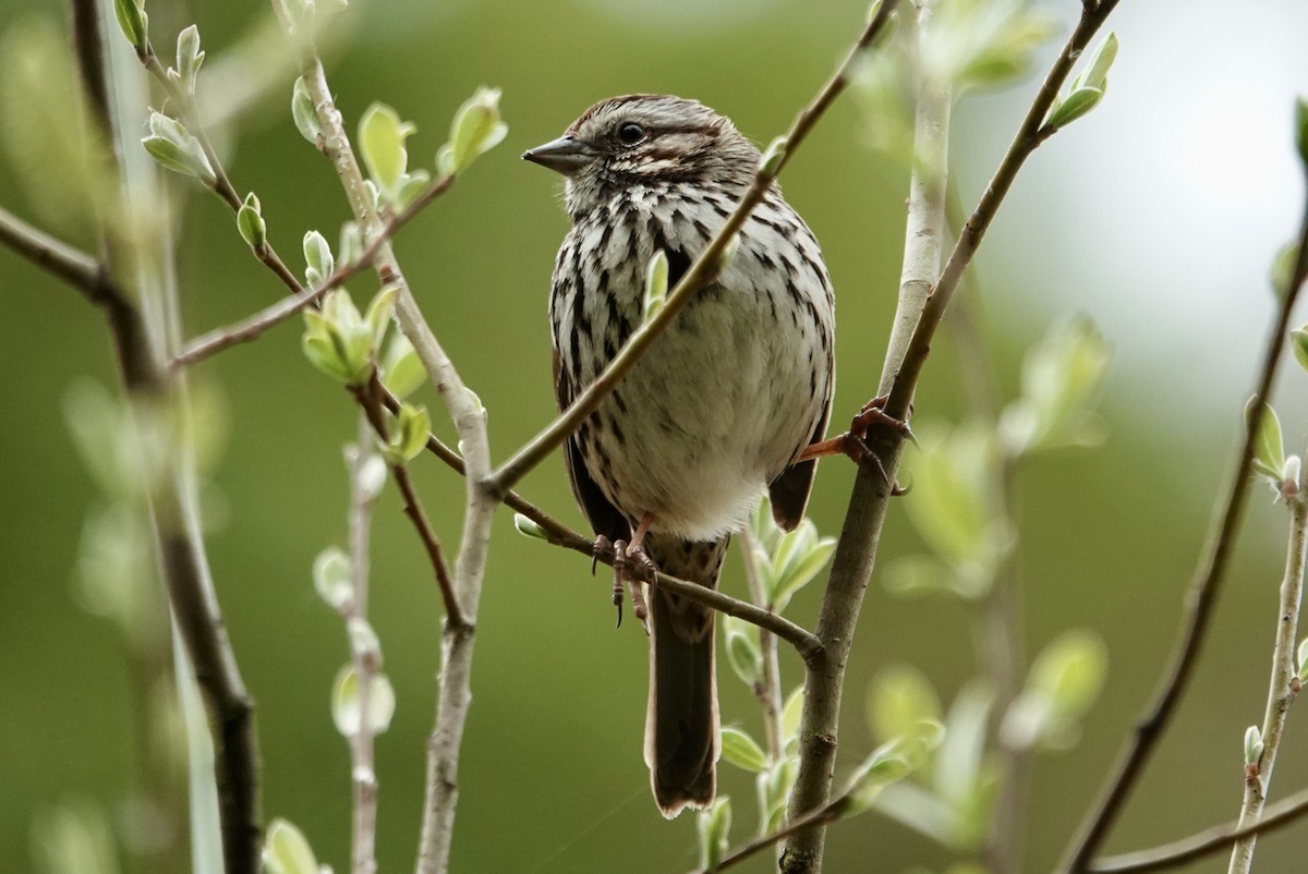 Song Sparrow - ML615952145