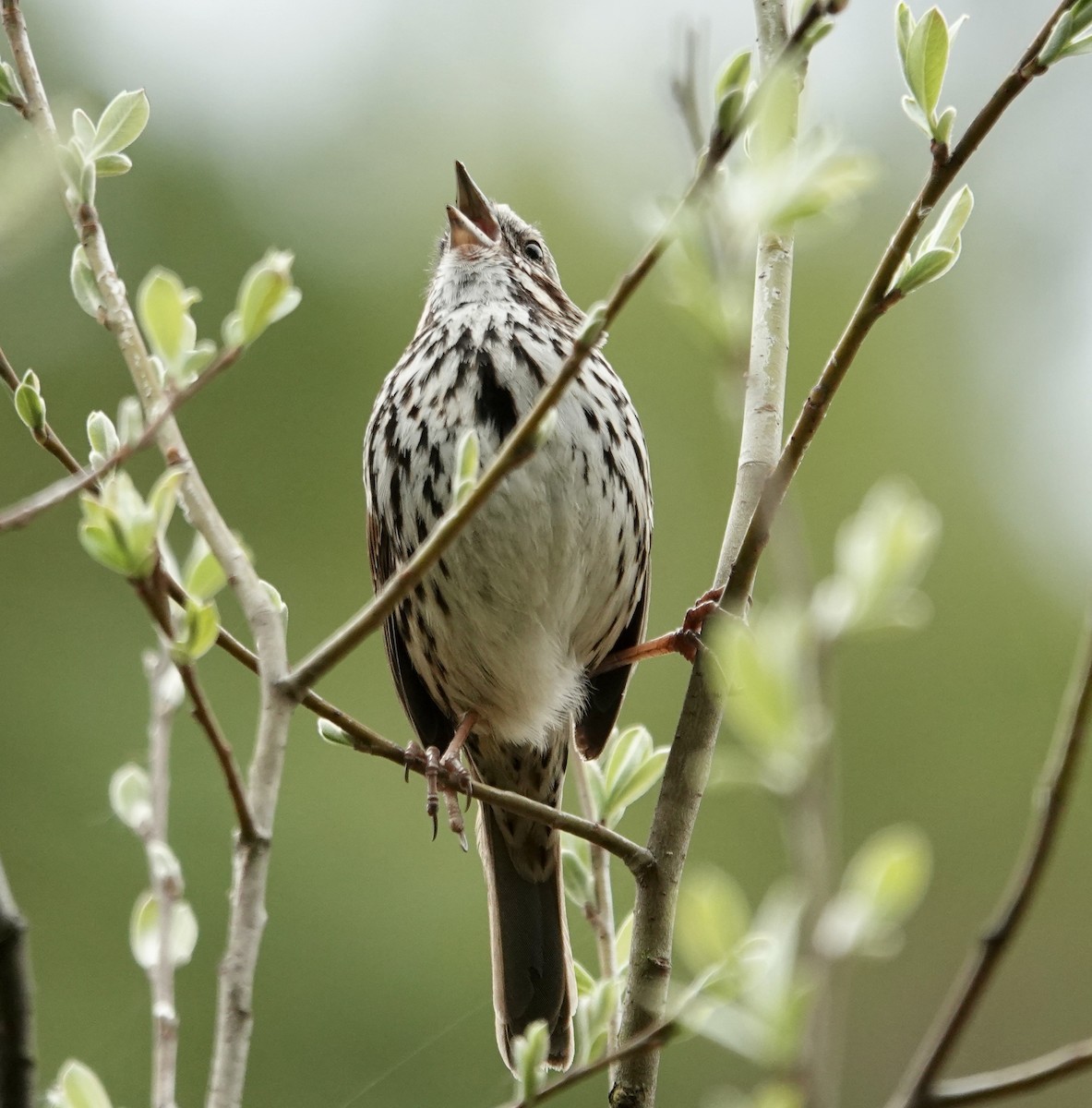 Song Sparrow - Jolene Cortright