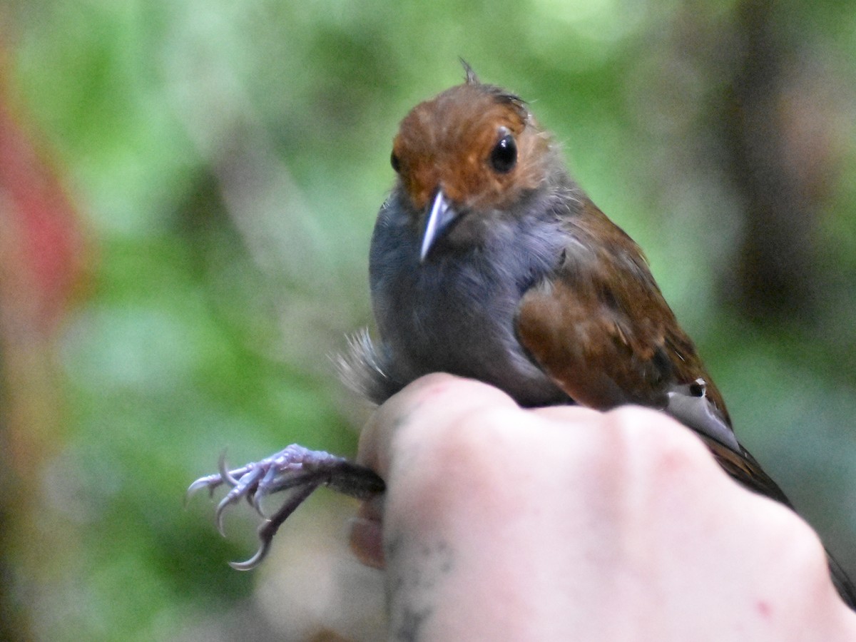 Dusky-throated Antshrike - ML615952150