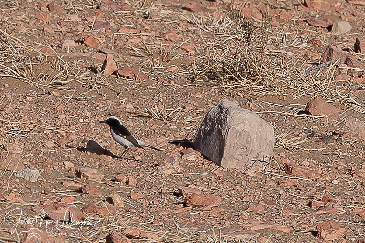 Mourning Wheatear (Maghreb) - Jesús Mari Lekuona Sánchez