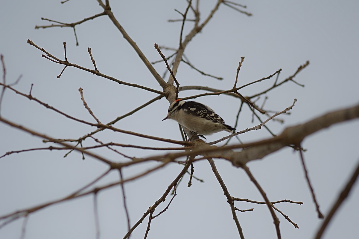 Downy Woodpecker - ML615952158