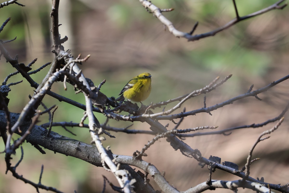 Pine Warbler - Forrest Wickman