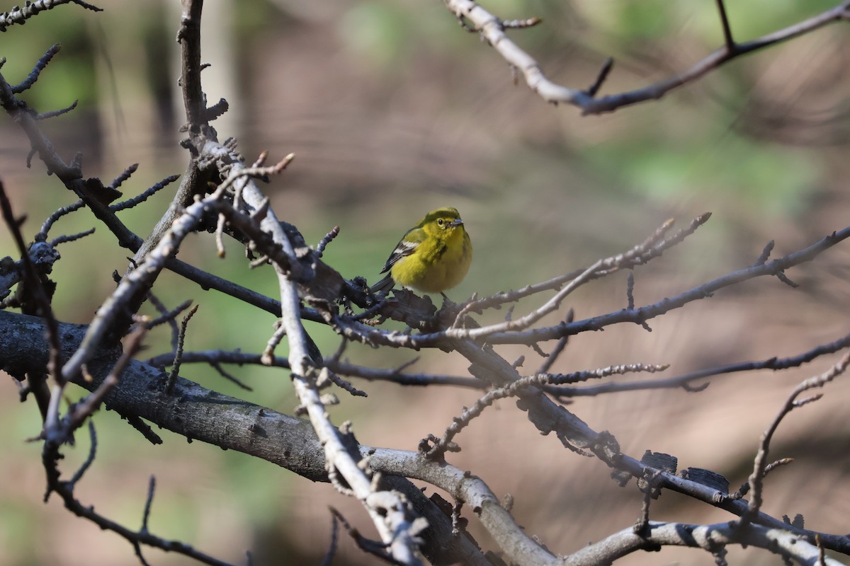 Pine Warbler - ML615952186