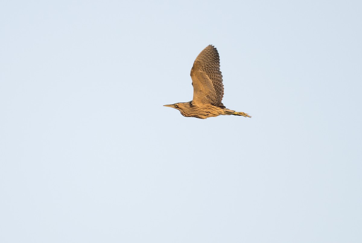 Great Bittern - Pavel Štěpánek