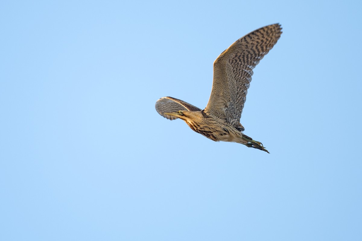 Great Bittern - ML615952349