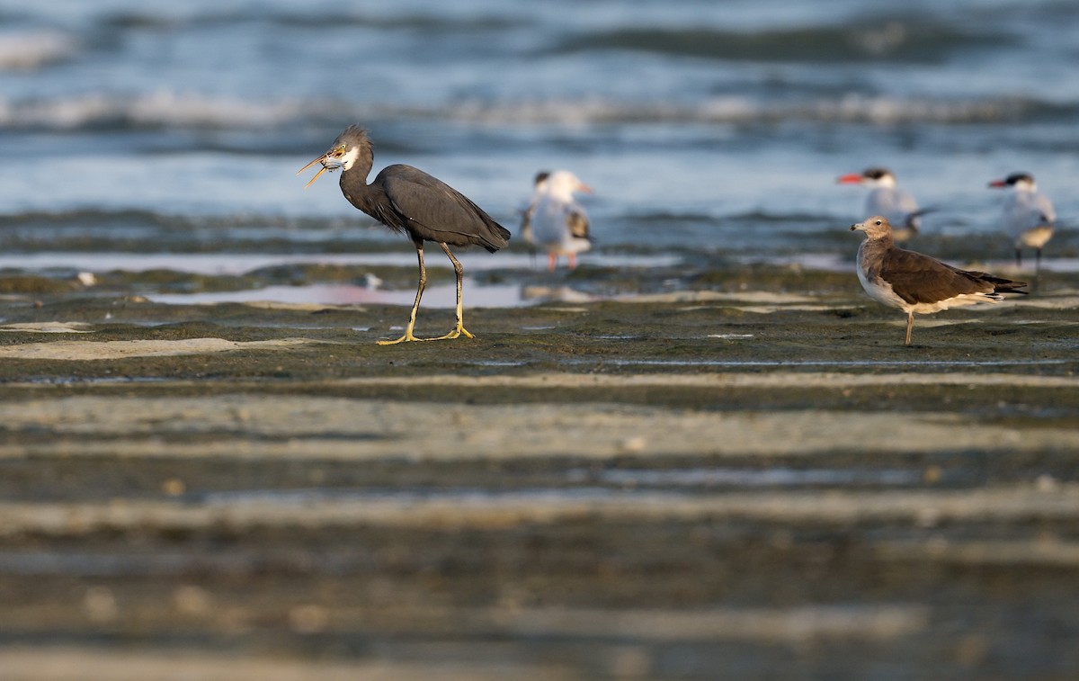 Western Reef-Heron - Pavel Štěpánek