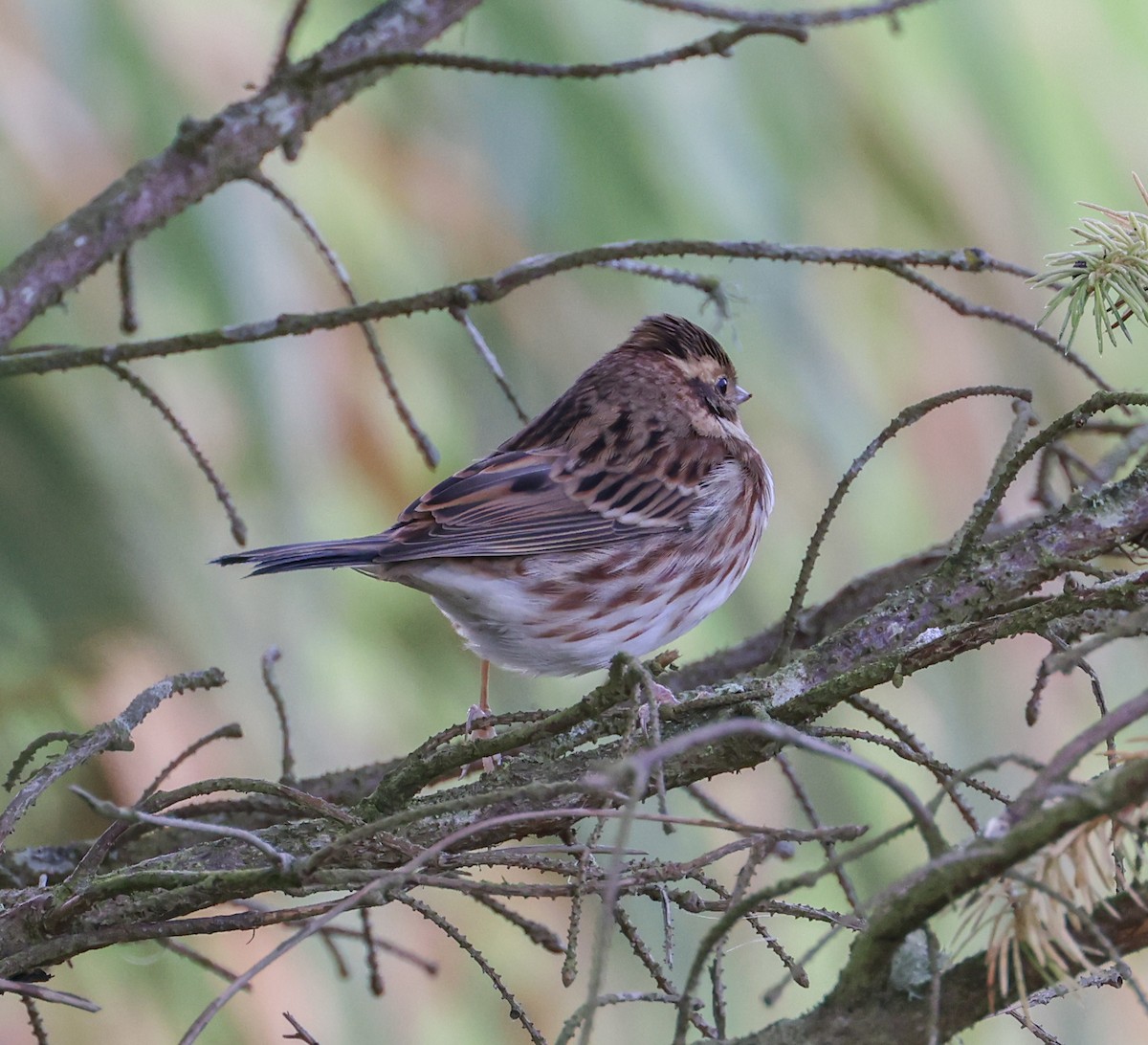 Rustic Bunting - ML615952360